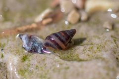 Cingula trifasciata