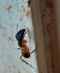 Camponotus maculatus