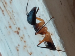 Camponotus maculatus