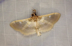 Apilocrocis brumalis