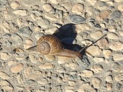 Cornu aspersum