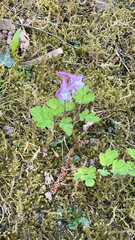 Corydalis solida