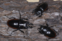 Odontolabis cuvera sinensis
