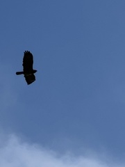 Buteo buteo