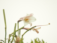 Lilium formosanum