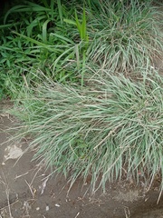Poaceae