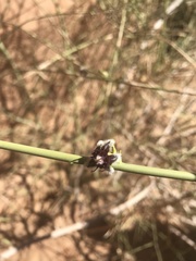 Periploca aphylla