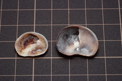 Bostrycapulus gravispinosus