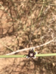 Periploca aphylla