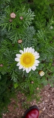 Glebionis coronaria