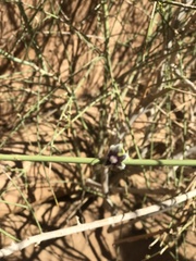 Periploca aphylla