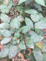 Diospyros barteri