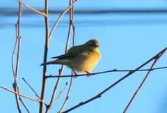 Phylloscopus trochilus