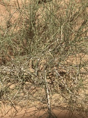 Periploca aphylla