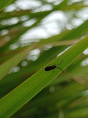 Coleoptera