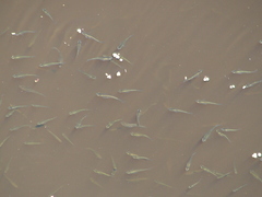 Cnesterodon decemmaculatus