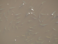 Cnesterodon decemmaculatus