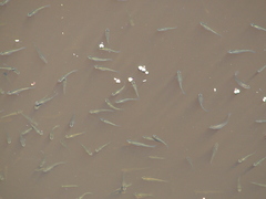 Cnesterodon decemmaculatus