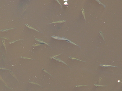 Cnesterodon decemmaculatus