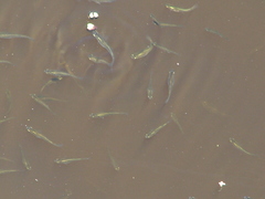 Cnesterodon decemmaculatus