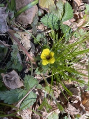 Waldsteinia