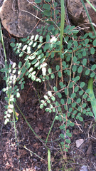 Pellaea andromedifolia