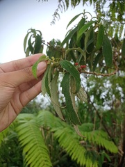 Debregeasia longifolia