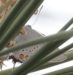 Satyrium californica