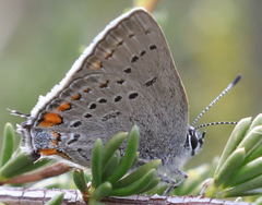 Satyrium californica