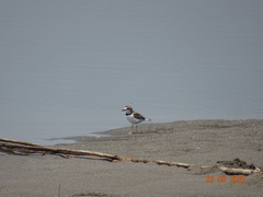 Charadrius collaris