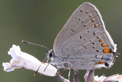 Satyrium californica