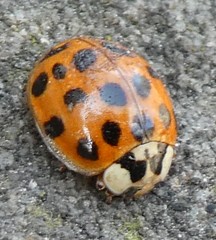 Harmonia axyridis