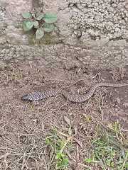 Hemachatus haemachatus