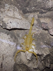 Centruroides sculpturatus