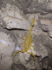 Centruroides sculpturatus