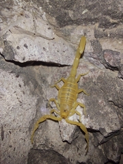 Centruroides sculpturatus