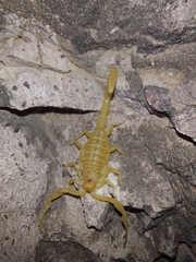 Centruroides sculpturatus