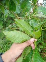 Magnoliopsida