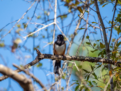 Pipilo erythrophthalmus alleni
