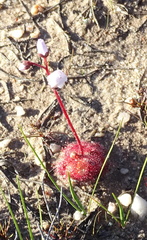 Drosera trinervia