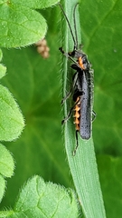 Cantharis obscura