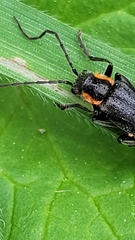 Cantharis obscura