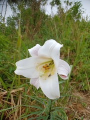 Lilium formosanum
