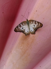 Anartia jatrophae