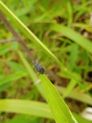 Coleoptera
