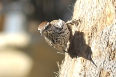 Campylorhynchus brunneicapillus