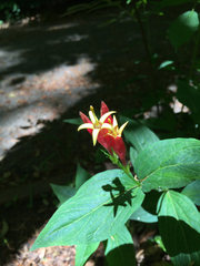 Spigelia marilandica
