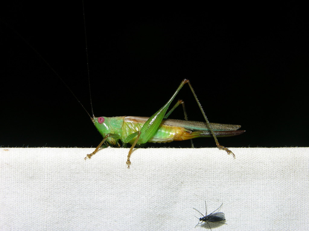 Seashore Meadow Katydid