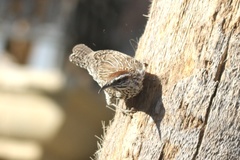 Campylorhynchus brunneicapillus