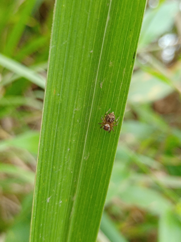 Microhasarius